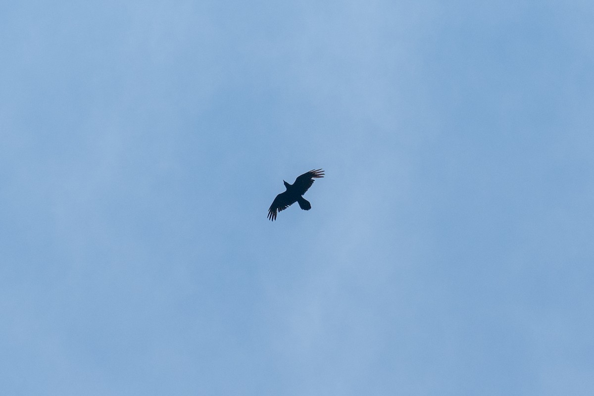 עורב שחור - ML647484893