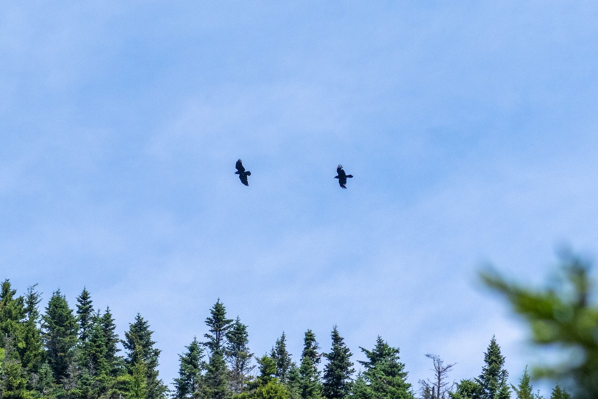 עורב שחור - ML647484894