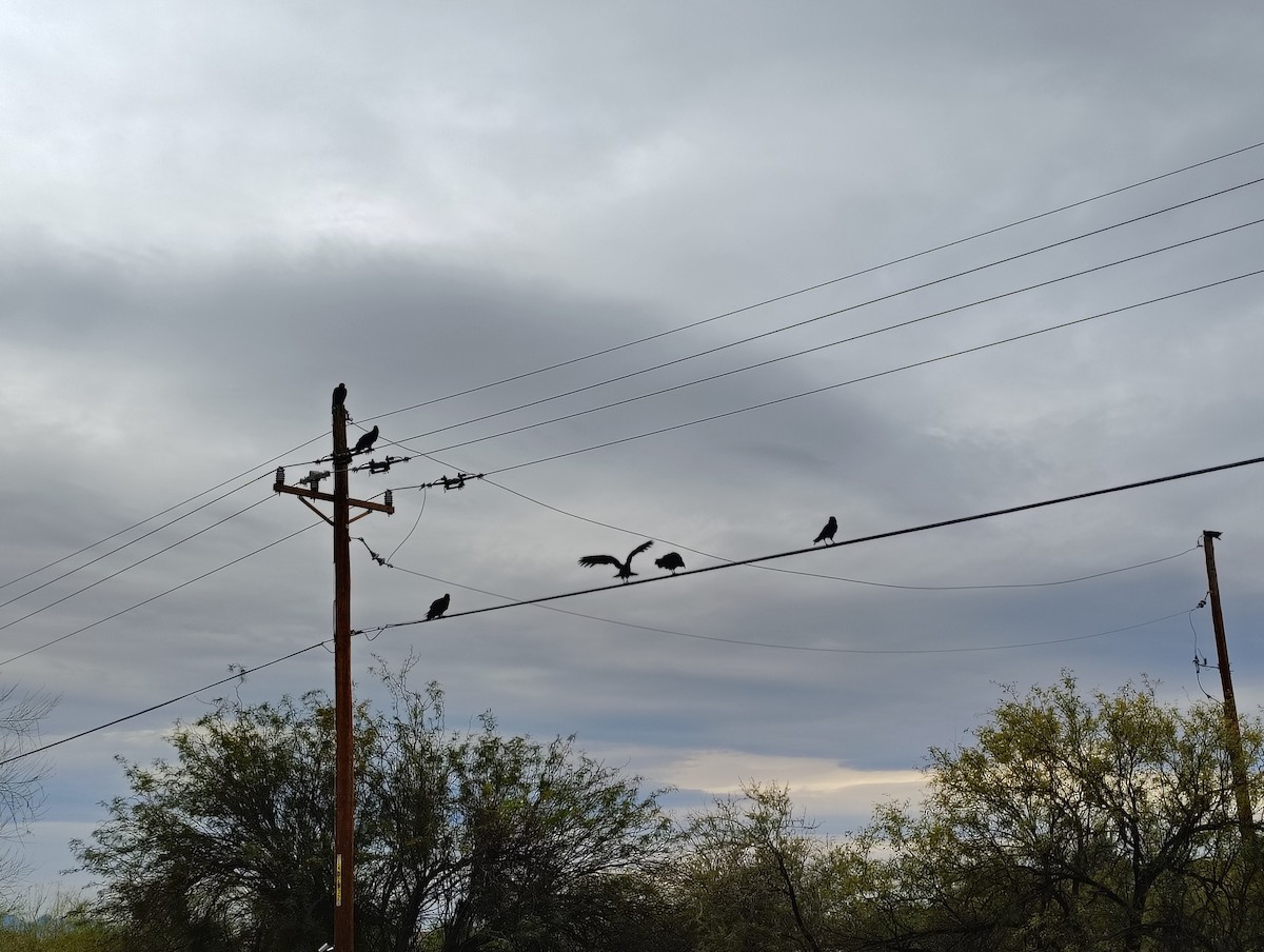 Turkey Vulture - ML647484898