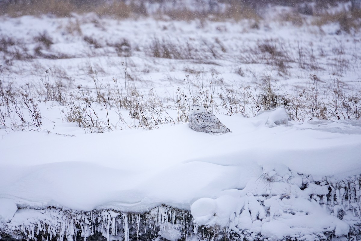 Snowy Owl - ML647484916