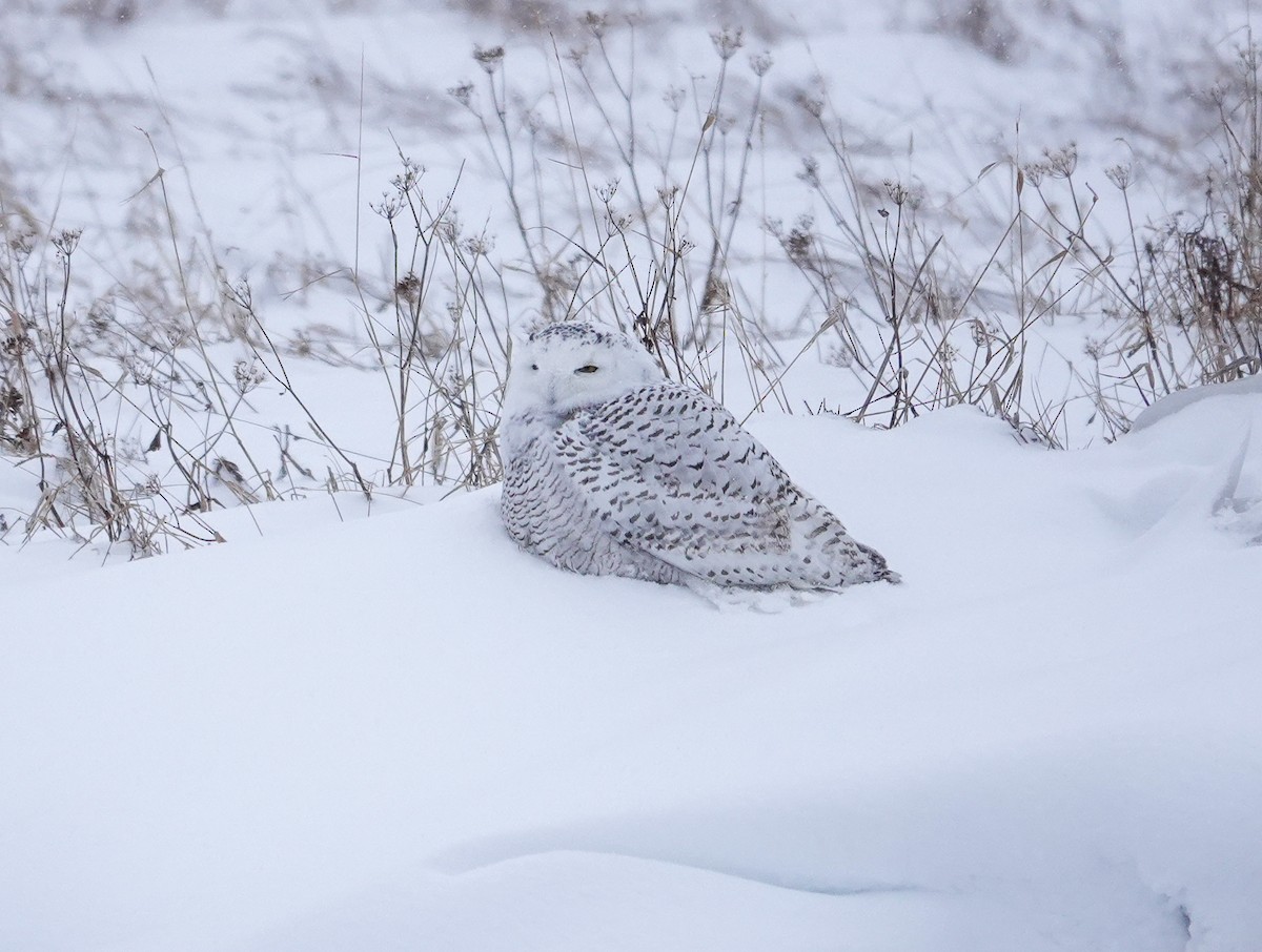 Snowy Owl - ML647484923