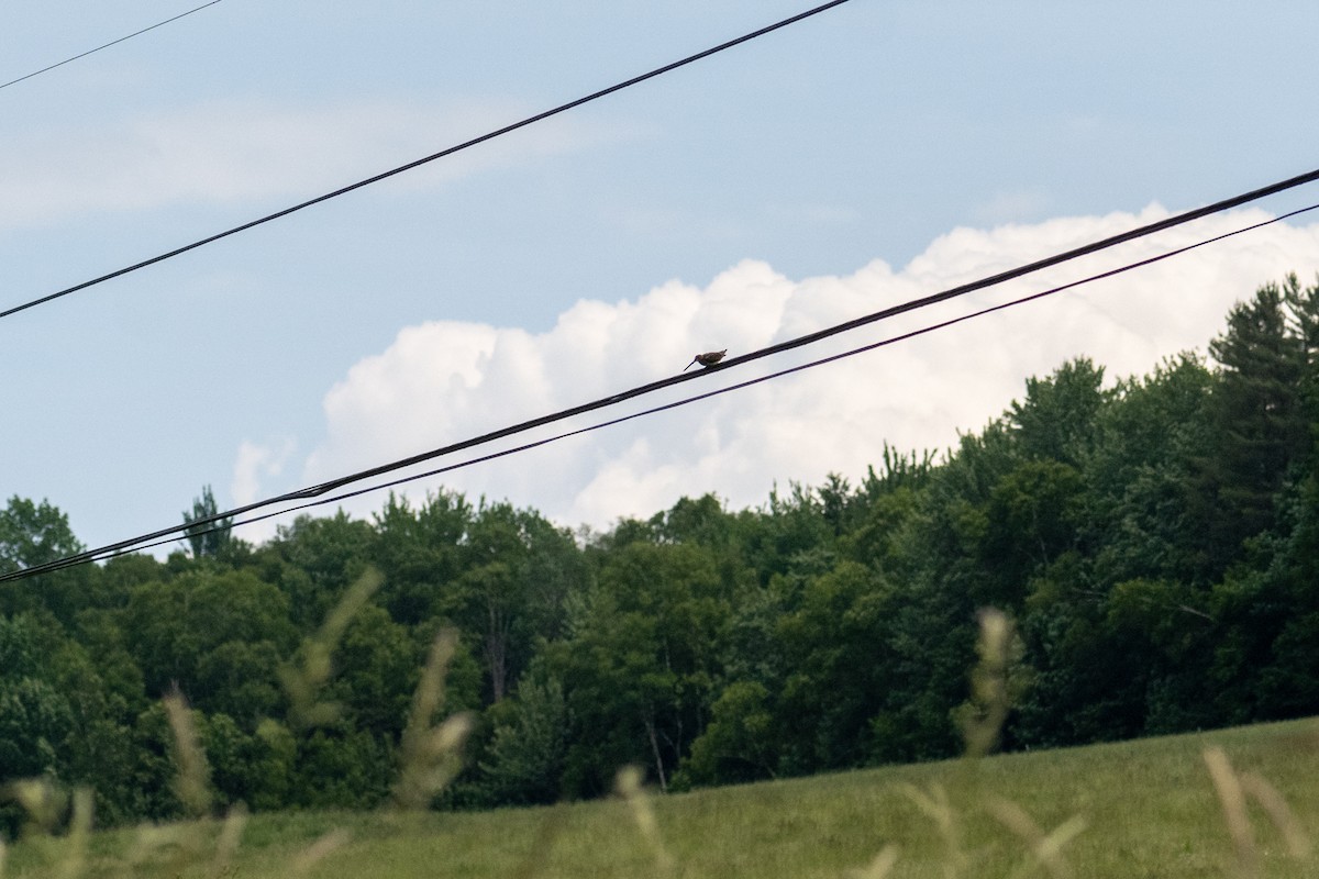 Wilson's Snipe - ML647484935