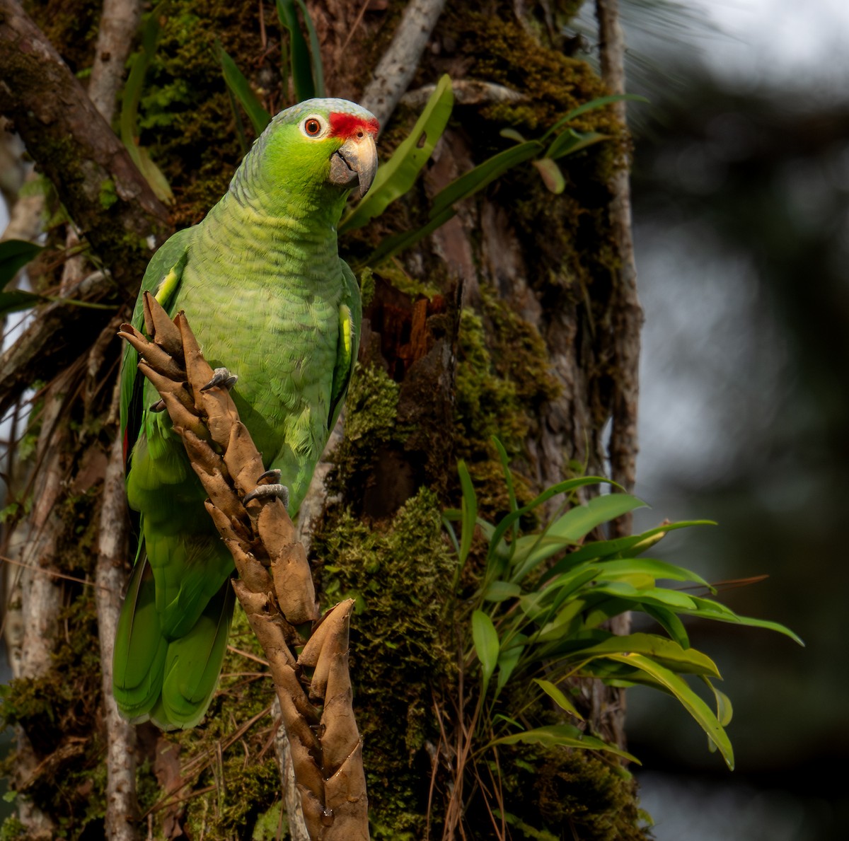 Red-lored Amazon - ML647484942