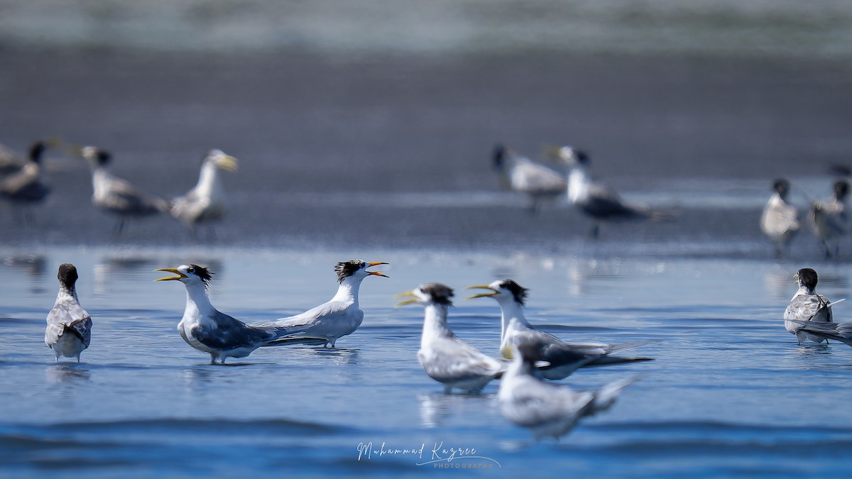 Chinese Crested Tern - ML647484948