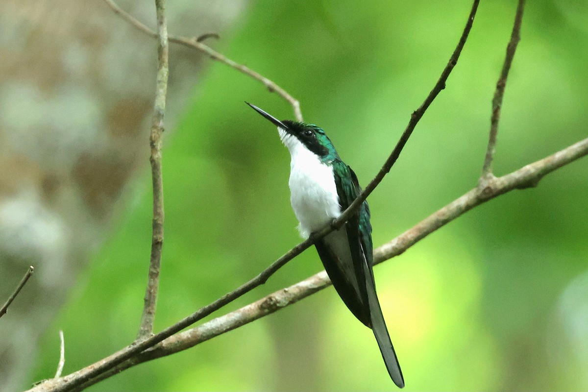 Purple-crowned Fairy - ML647484956