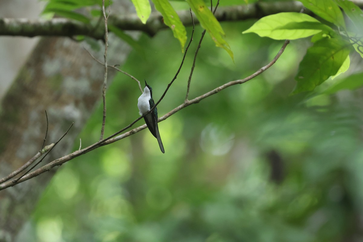 Purple-crowned Fairy - ML647484957