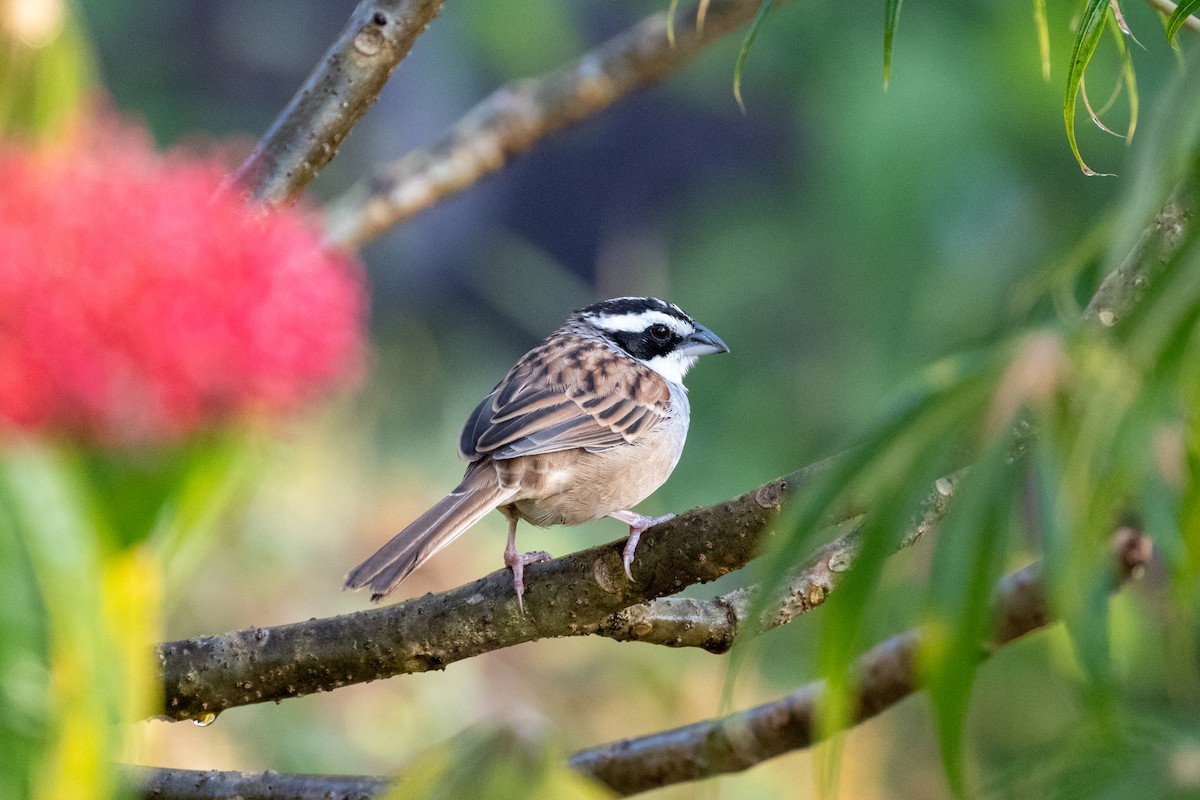 Stripe-headed Sparrow - ML647484963