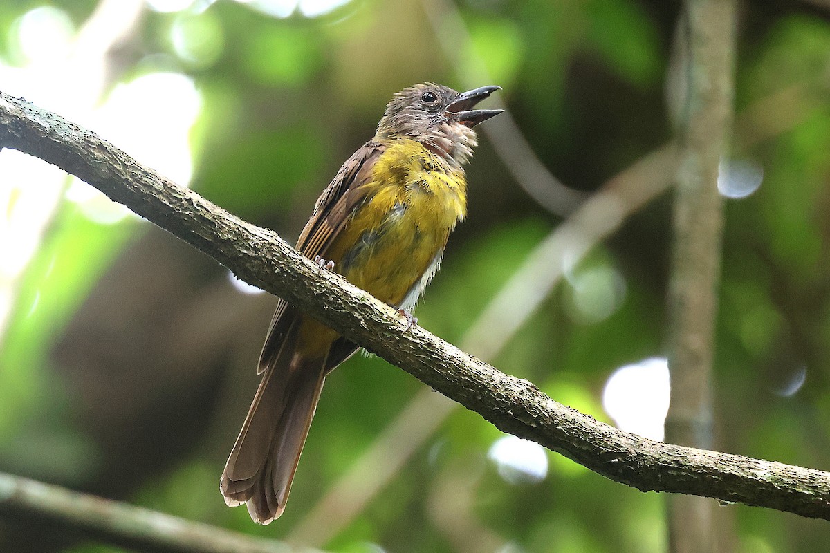 Black-throated Shrike-Tanager - ML647484970