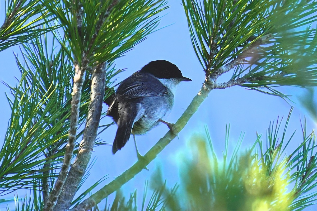Sardinian Warbler - ML647484986
