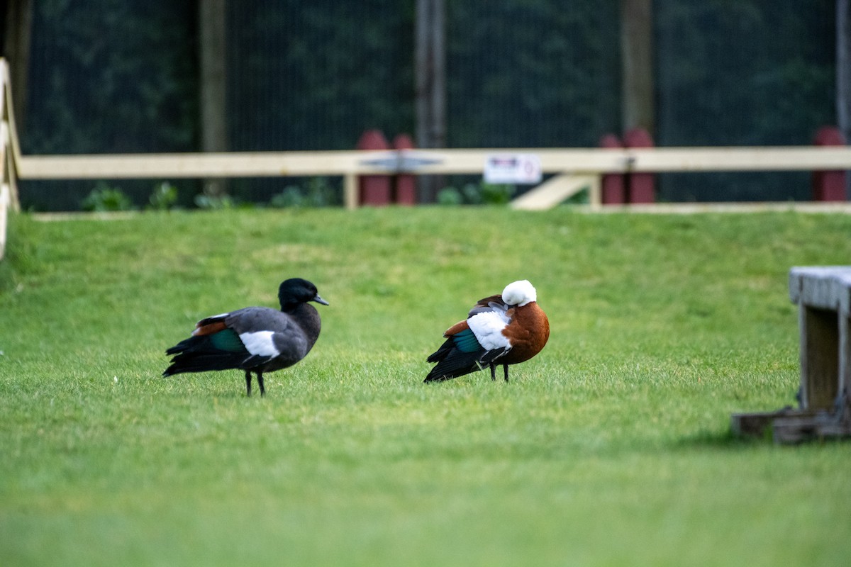 クロアカツクシガモ - ML647485007