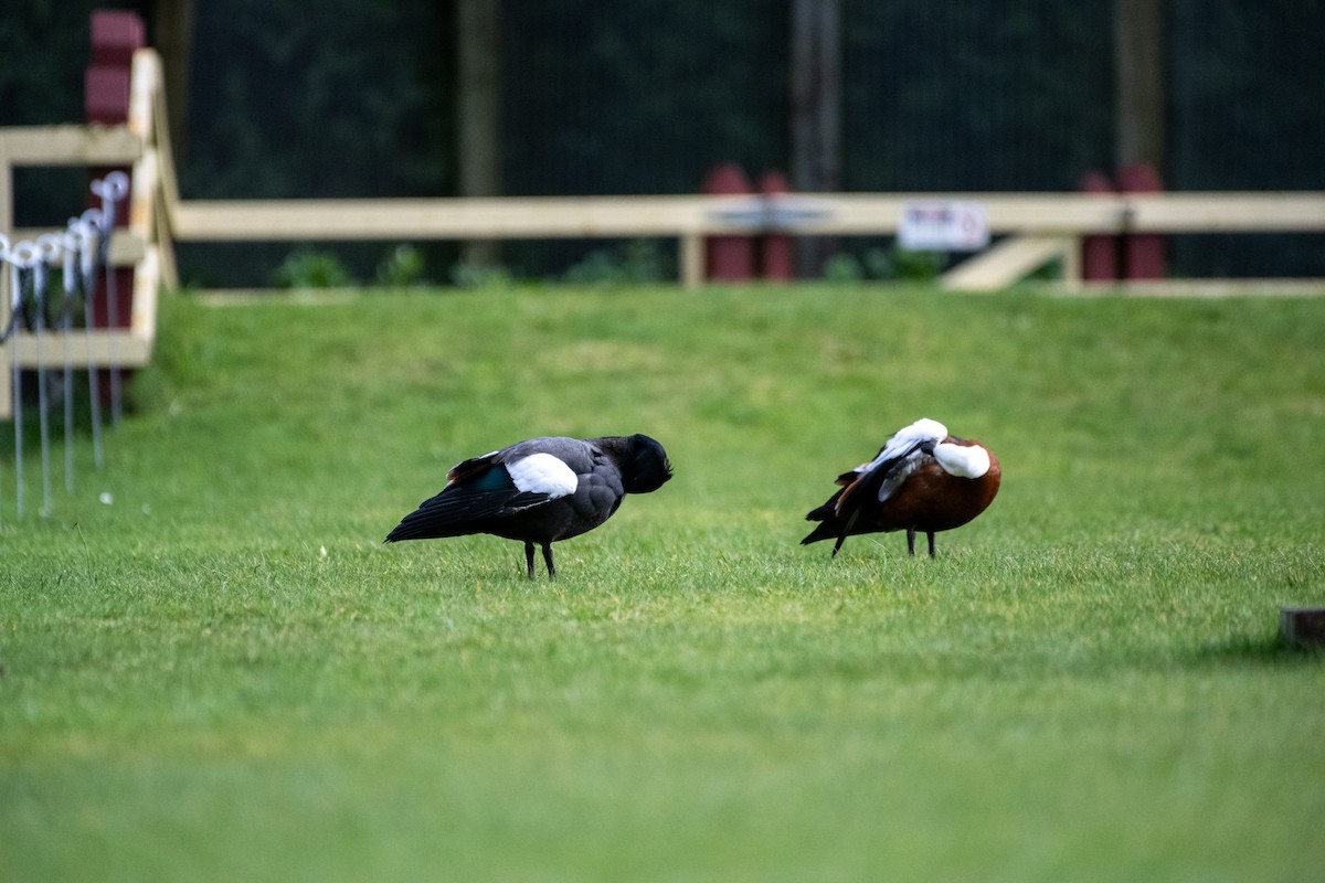 クロアカツクシガモ - ML647485008