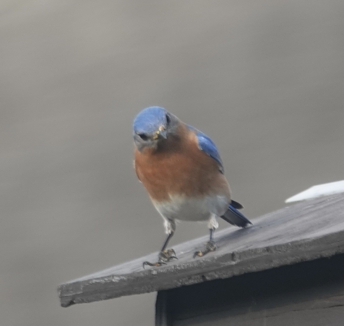 Eastern Bluebird - ML647485019