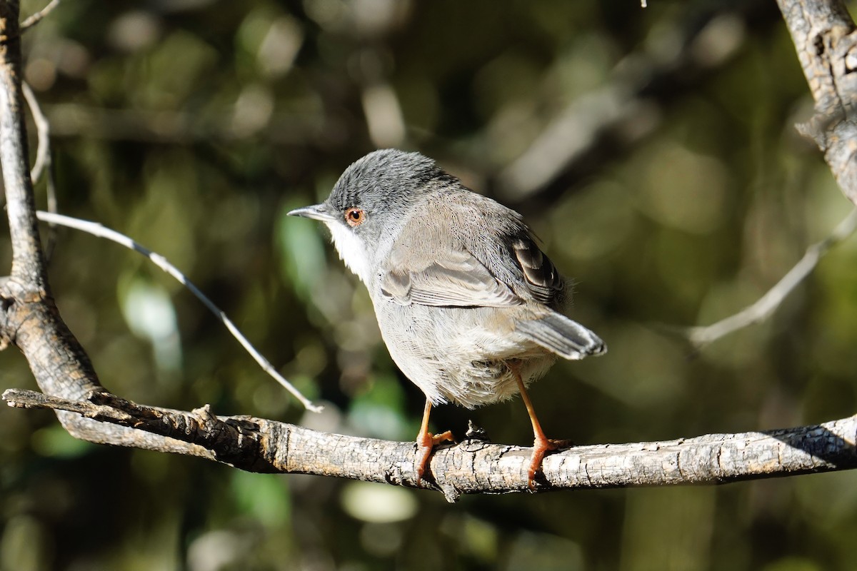 Sardinian Warbler - ML647485031