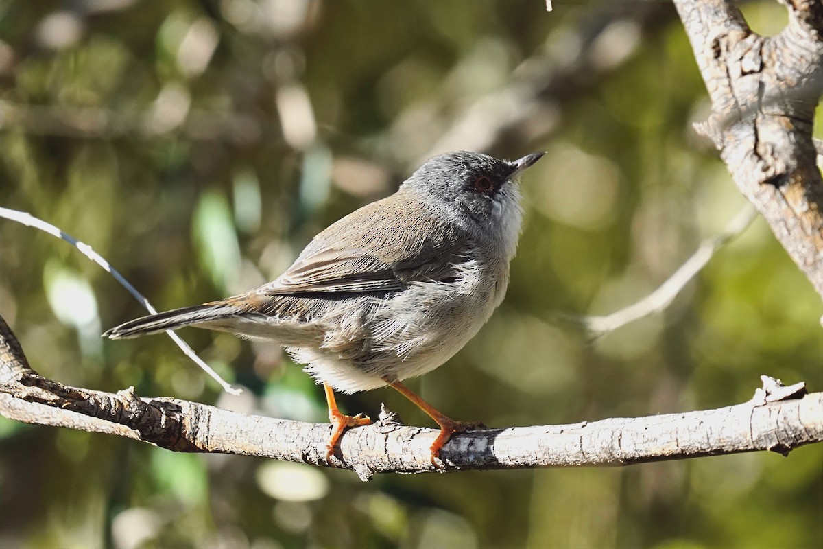Sardinian Warbler - ML647485032