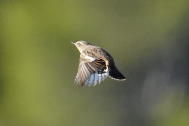 European Stonechat - ML647485052