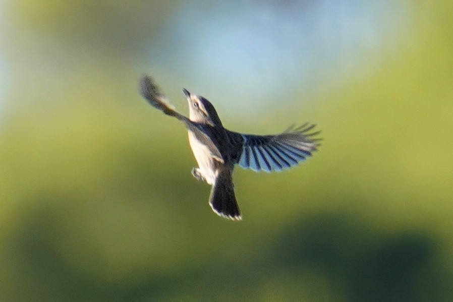 European Stonechat - ML647485053