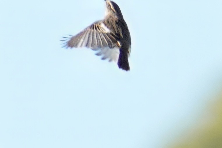 European Stonechat - ML647485054