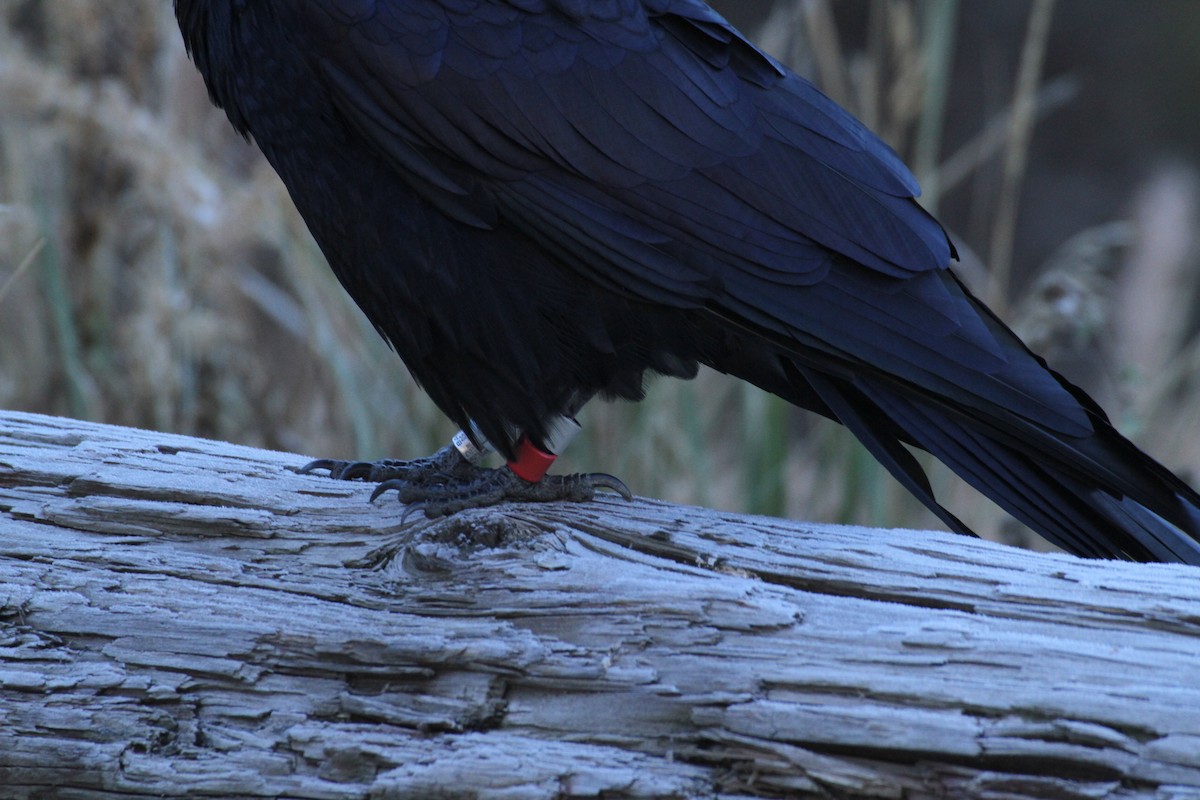 עורב שחור - ML647485100