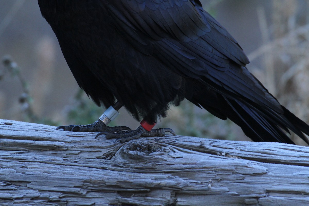 עורב שחור - ML647485102