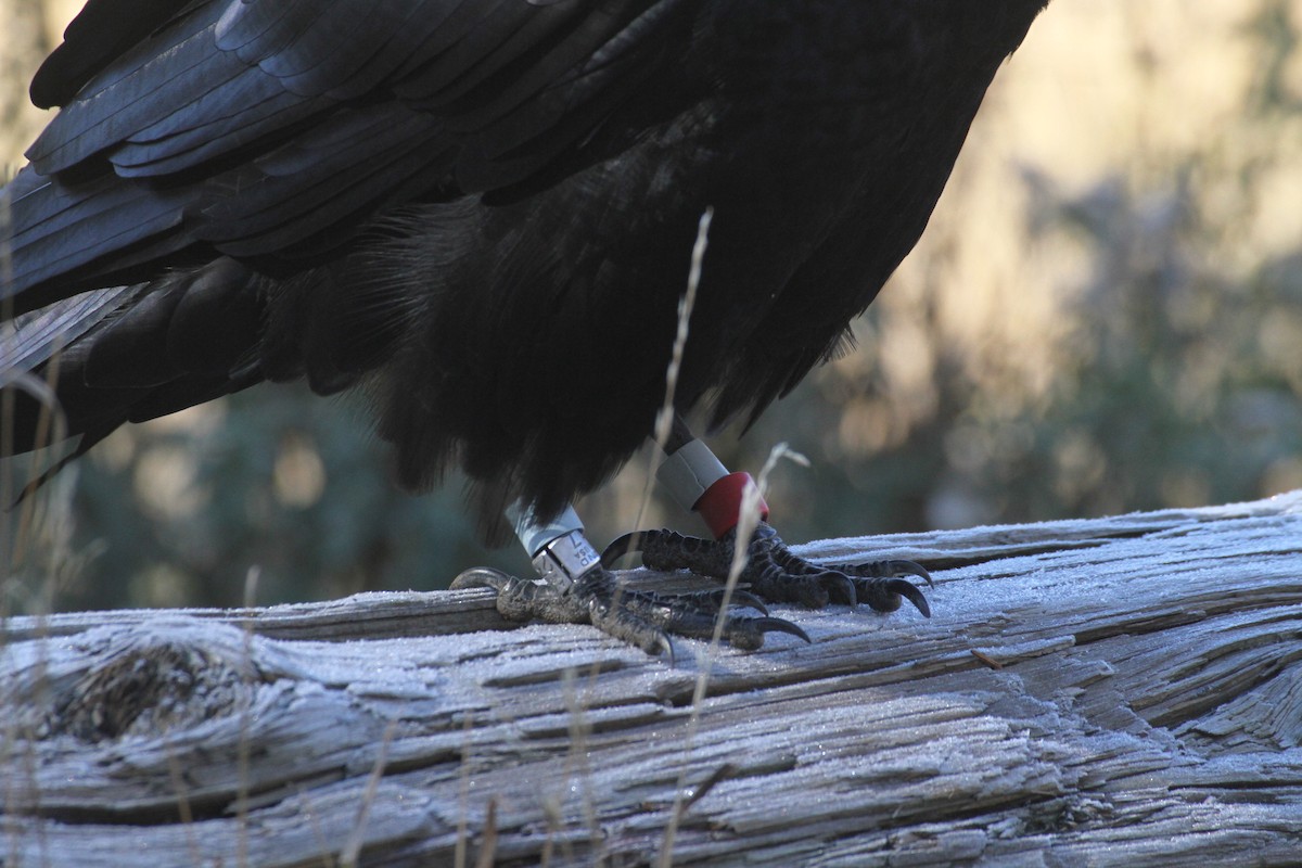 עורב שחור - ML647485103