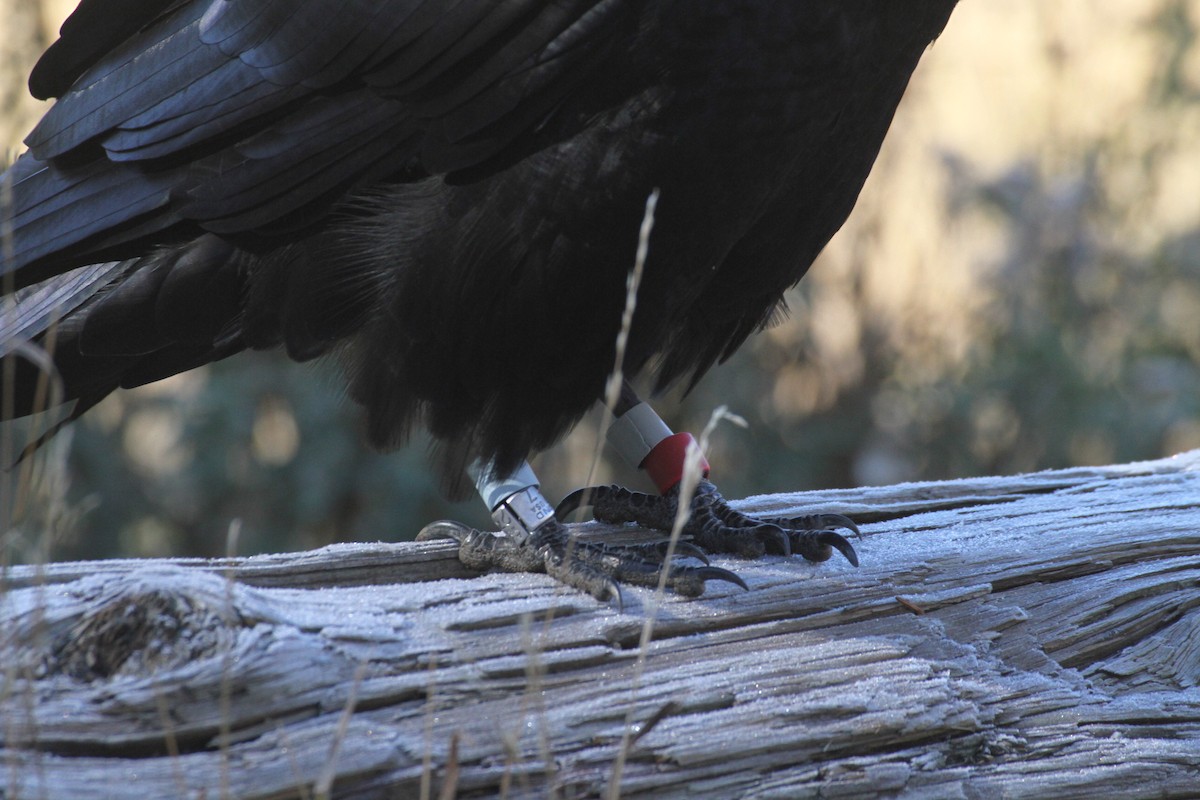 עורב שחור - ML647485104