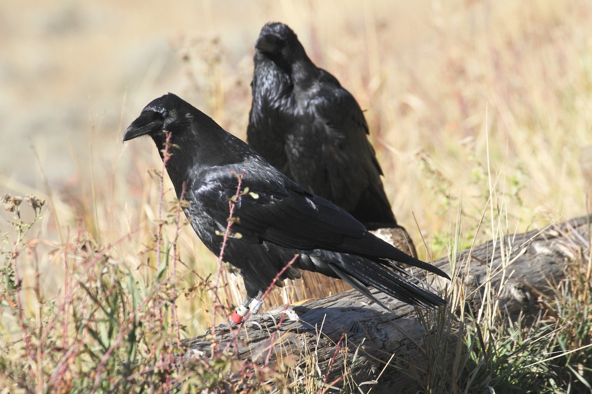 עורב שחור - ML647485105