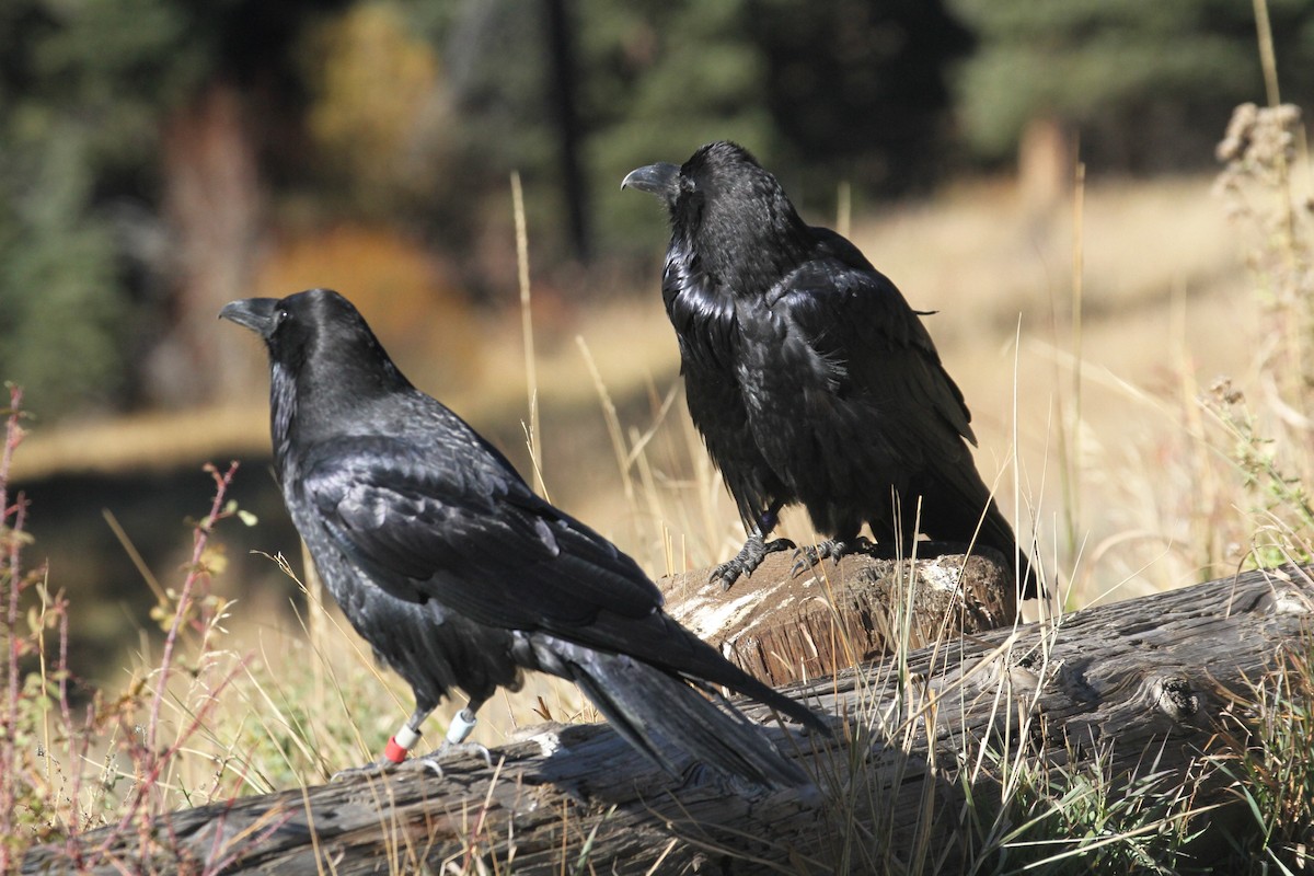 עורב שחור - ML647485106