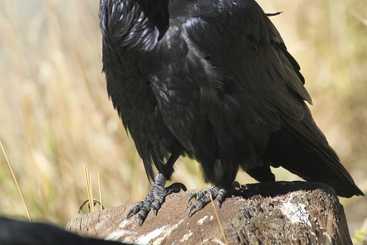עורב שחור - ML647485107