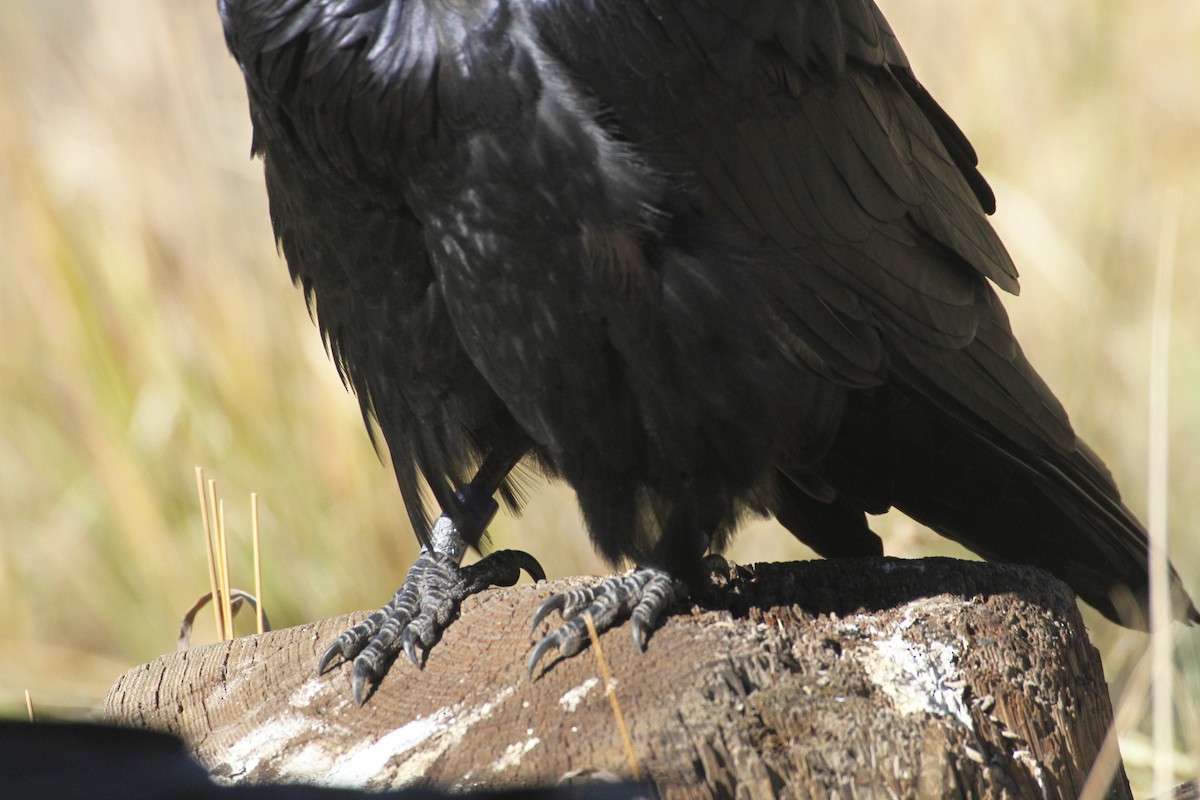 עורב שחור - ML647485108