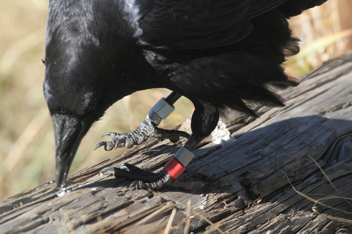 עורב שחור - ML647485109