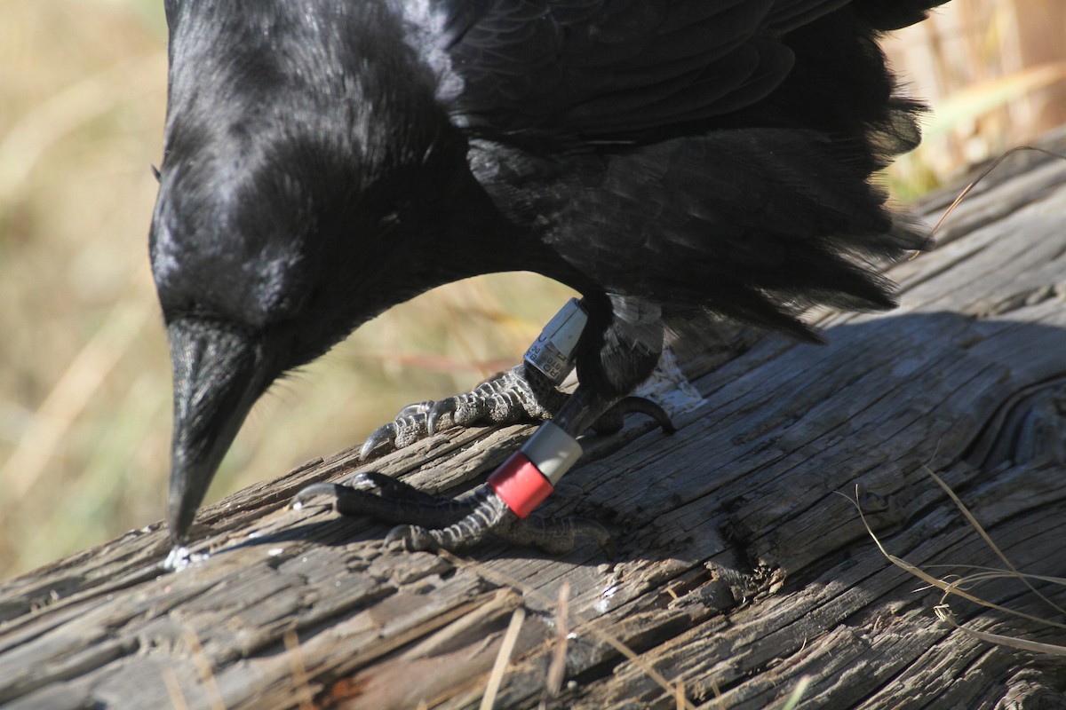 עורב שחור - ML647485110