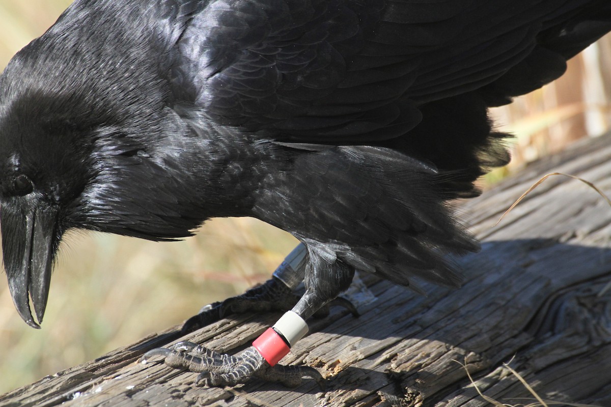 עורב שחור - ML647485111