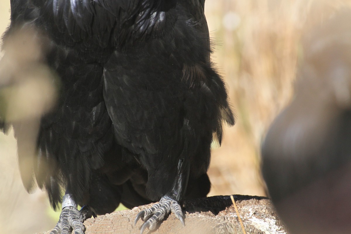 עורב שחור - ML647485112