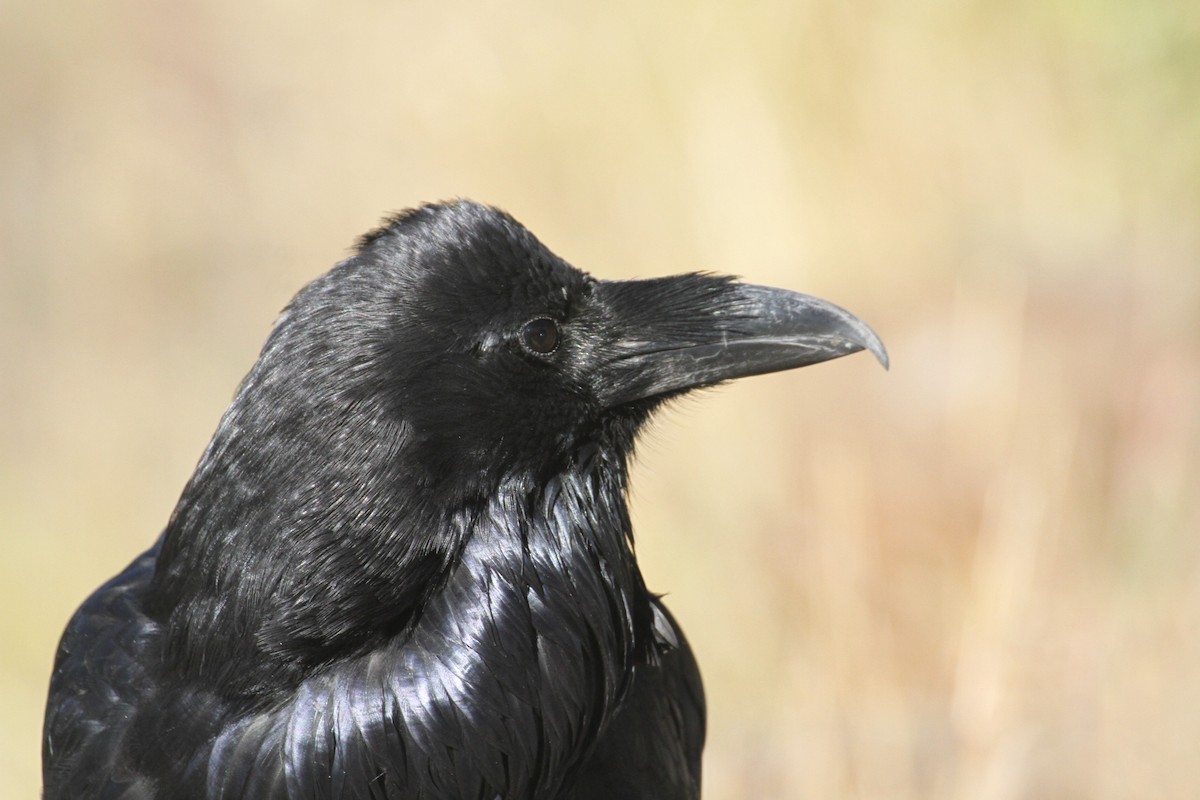 עורב שחור - ML647485113