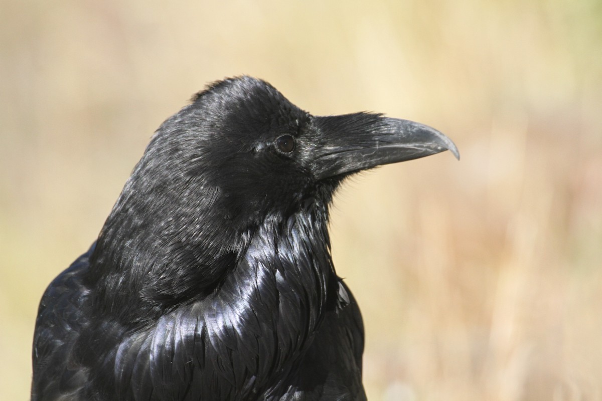 עורב שחור - ML647485114