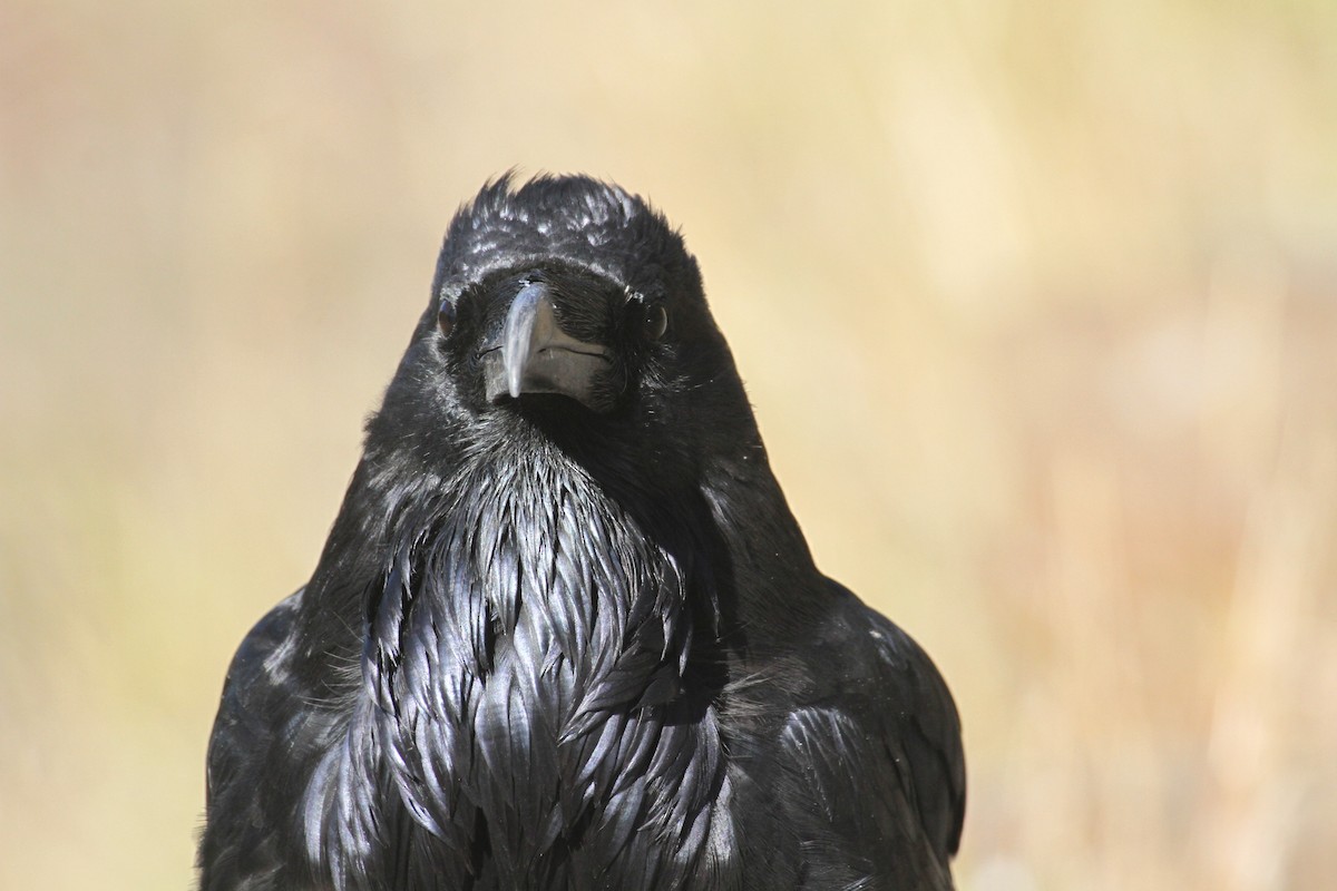 עורב שחור - ML647485115