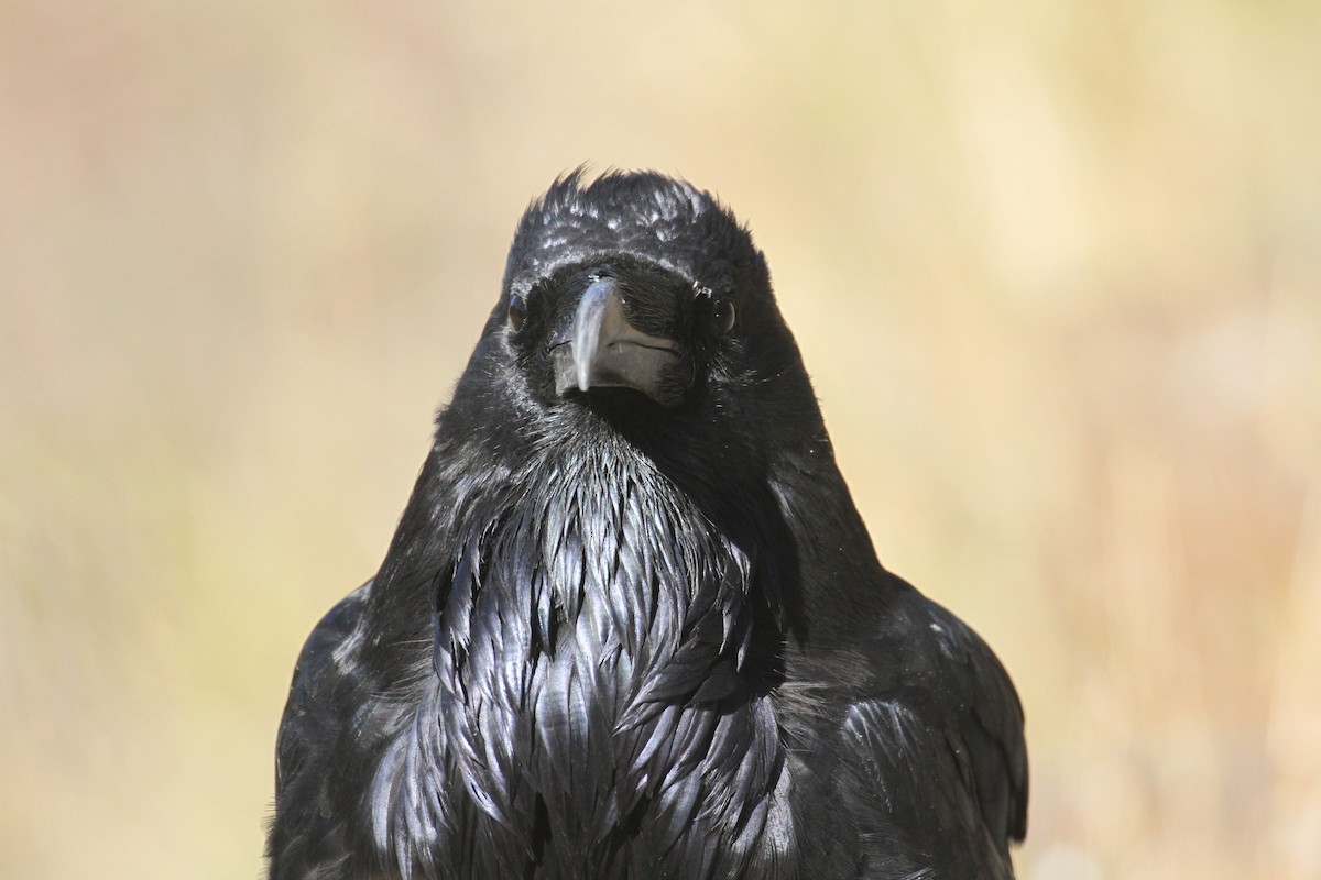 עורב שחור - ML647485116