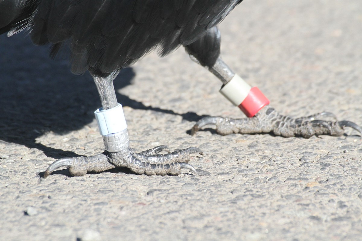 עורב שחור - ML647485117