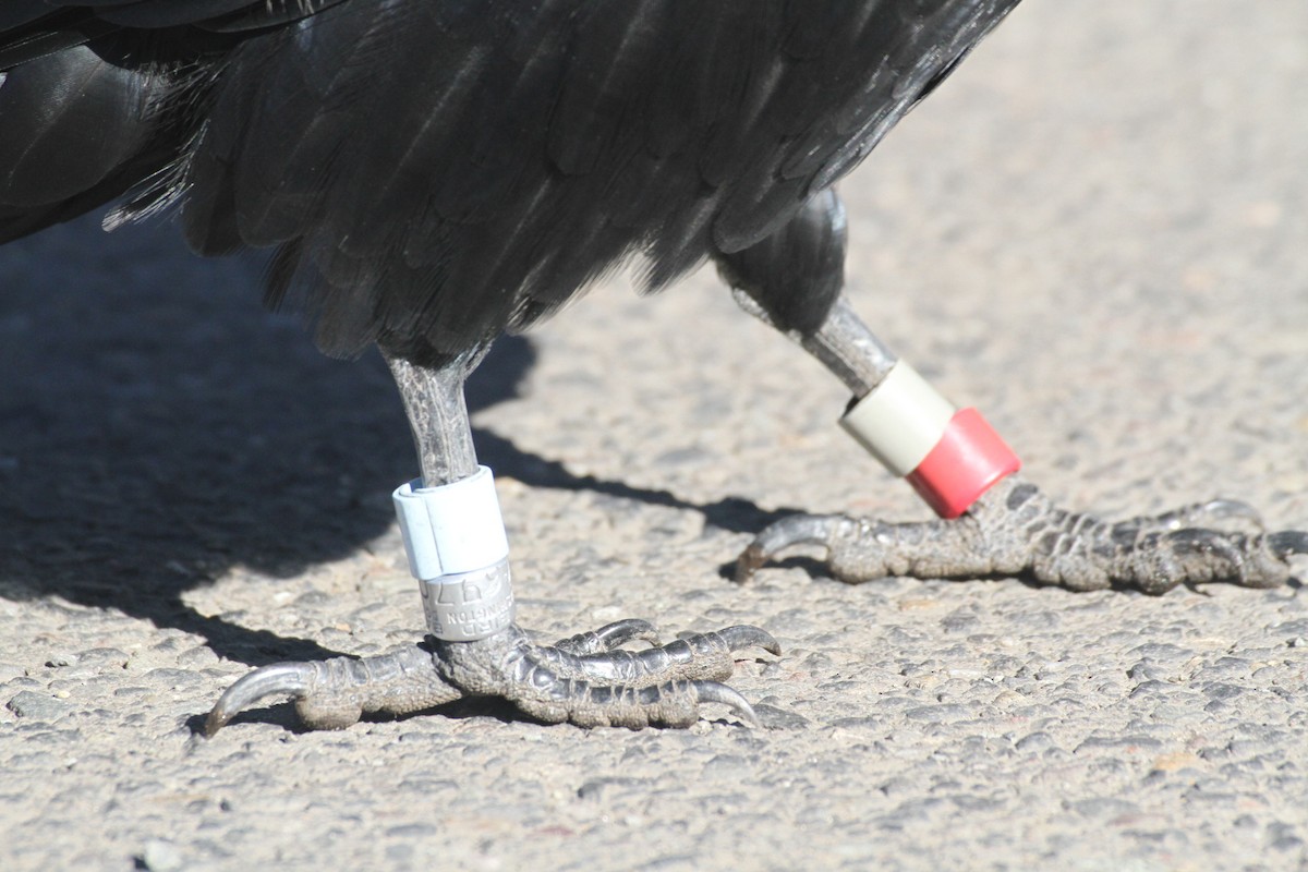 עורב שחור - ML647485118