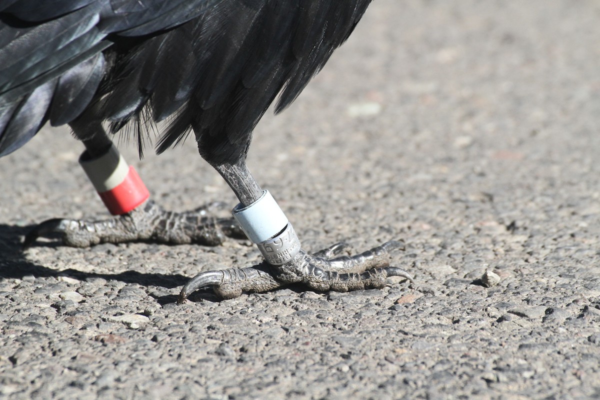 עורב שחור - ML647485119