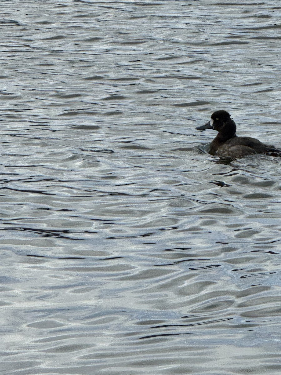 Lesser Scaup - ML647485200