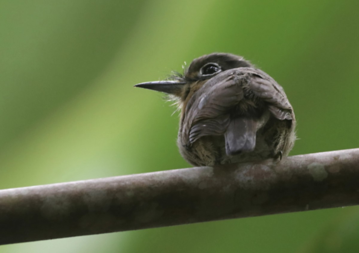 Rusty-breasted Nunlet - ML647485207