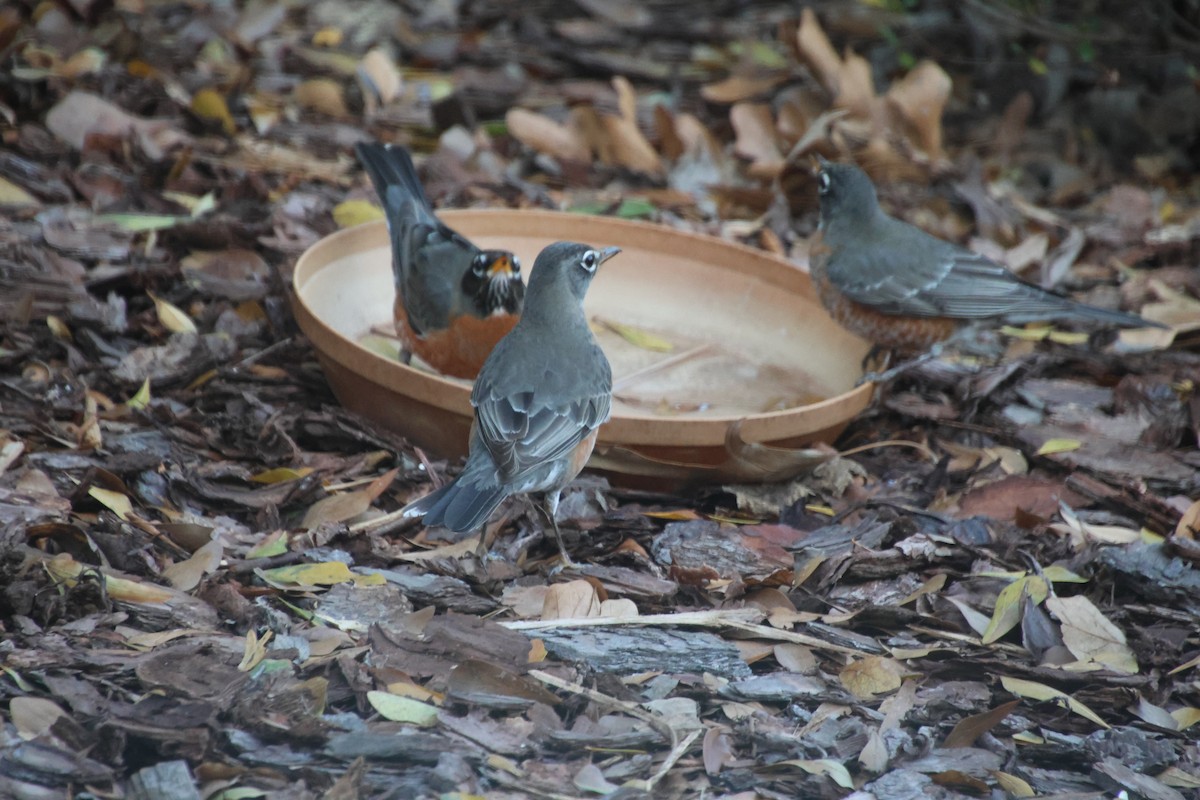 American Robin - ML647485219