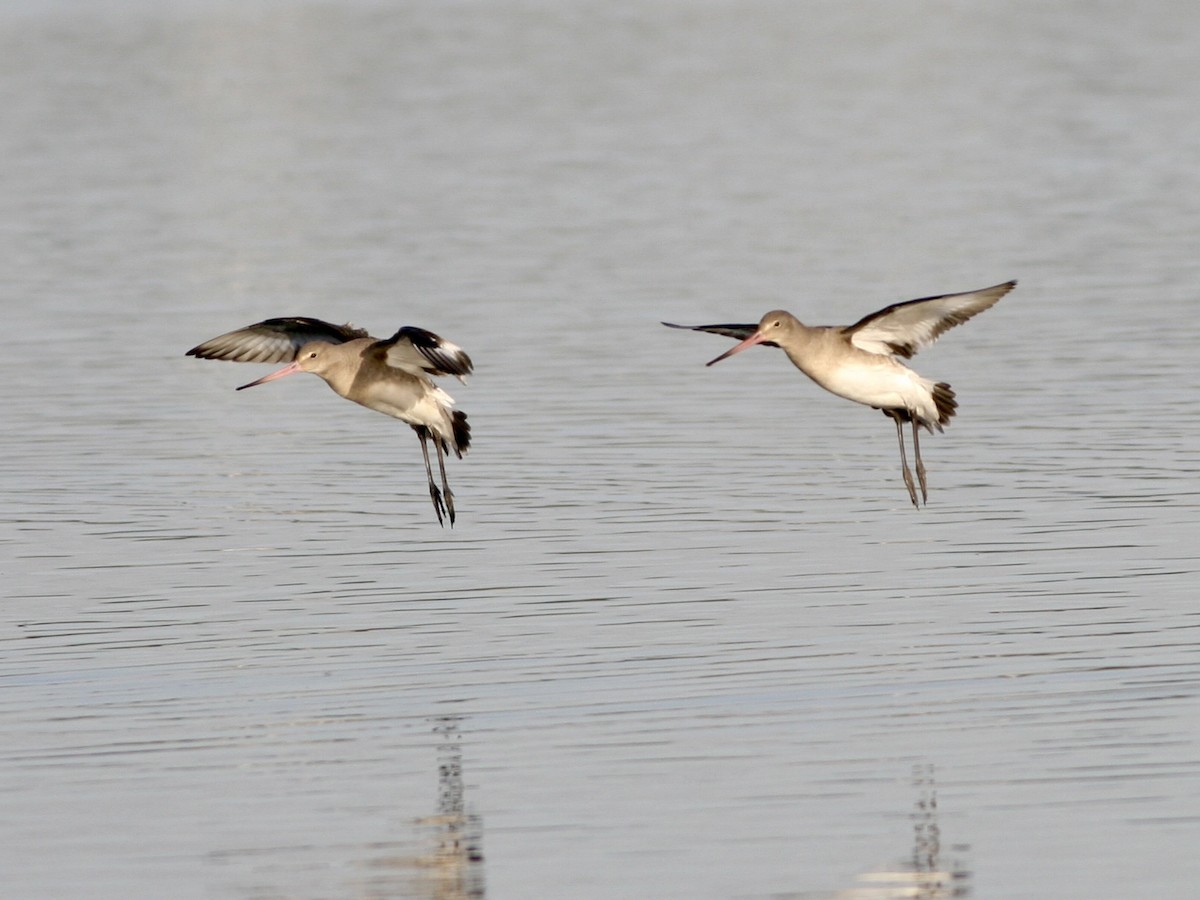 Black-tailed Godwit - ML647485222