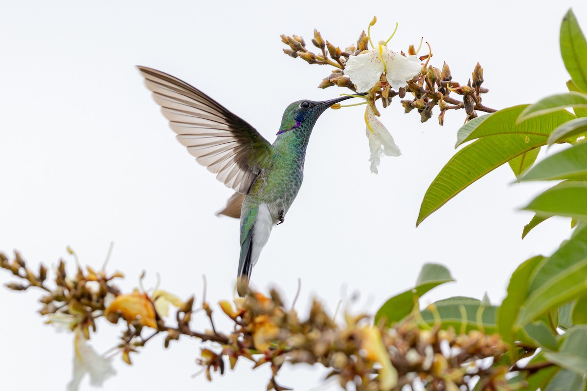 White-vented Violetear - ML647485225