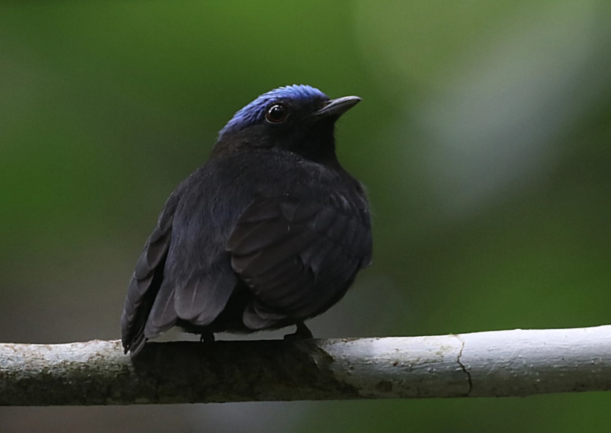 Blue-capped Manakin - ML647485249