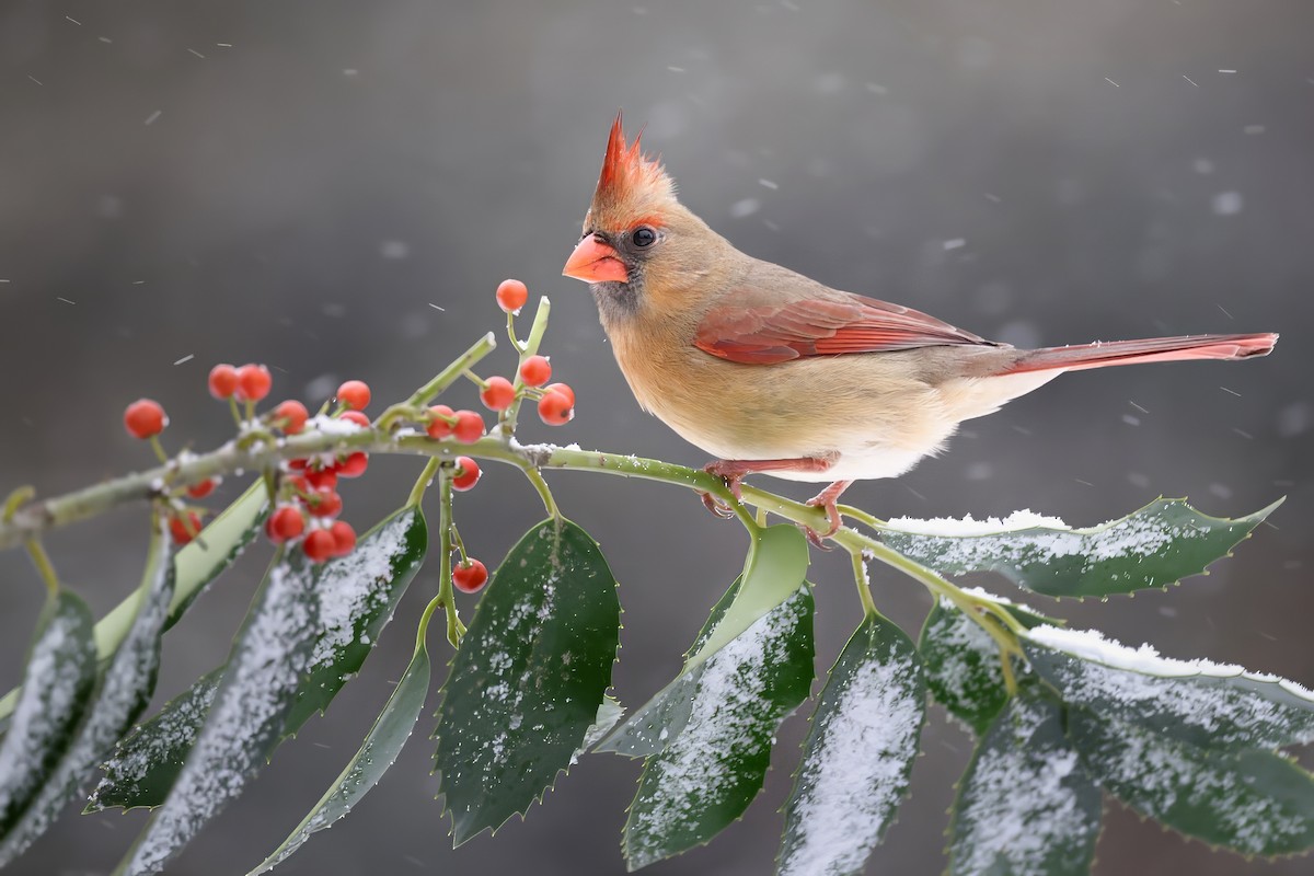Northern Cardinal - ML647485262