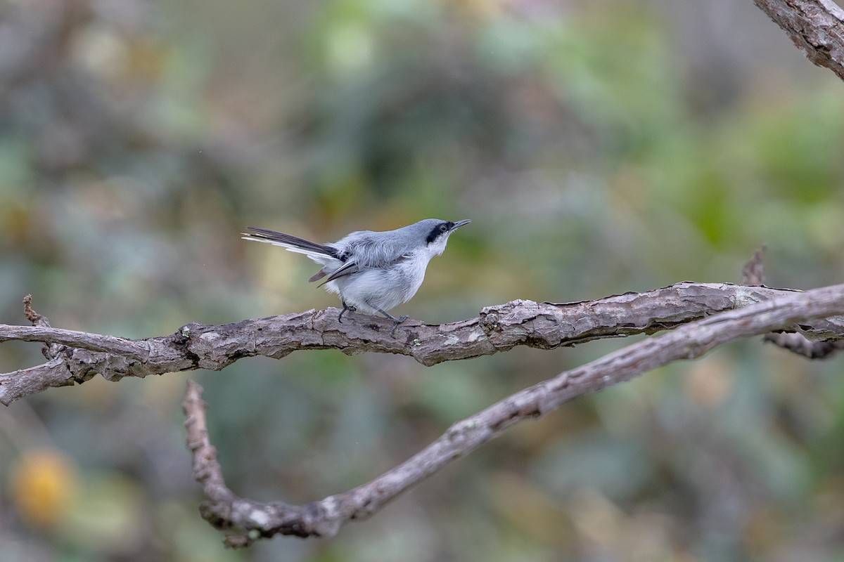 ミミグロブユムシクイ - ML647485300