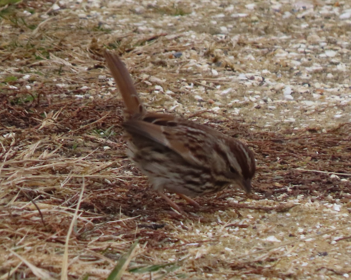 Song Sparrow - ML647485301