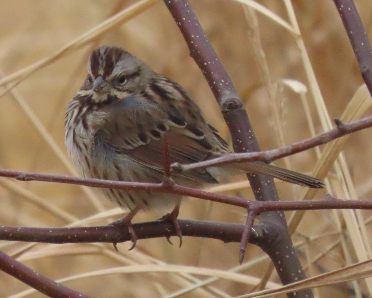 Song Sparrow - ML647485302